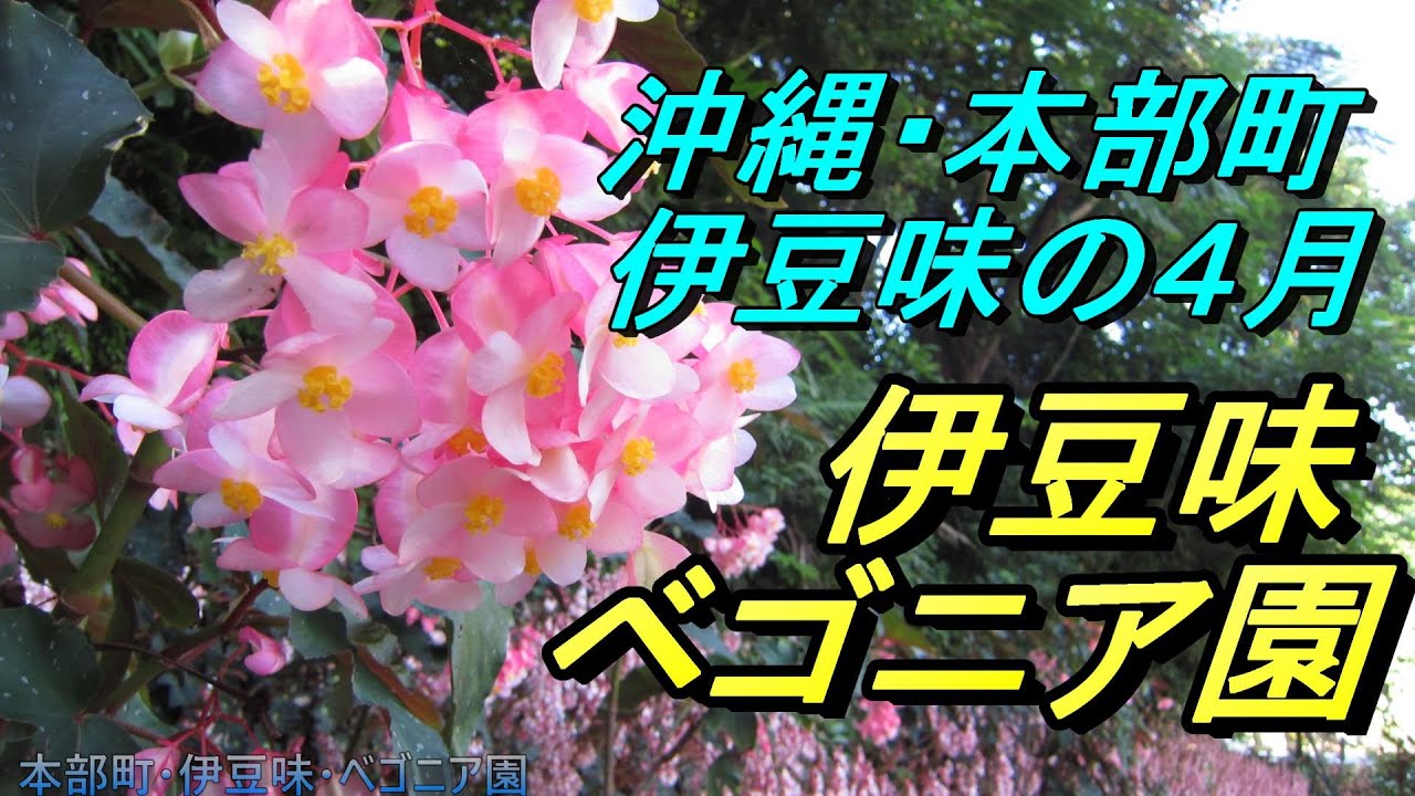 沖縄の花 本部町 伊豆味ベゴニア園 本部町の山の中にある小さな植物園４月に咲く ヒスイカズラ ふゆあじさい ベゴニアが満開に咲き誇る 沖縄観光 沖縄旅行 Youtube