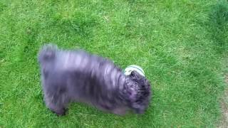 Kyla mini schnauzer talks to ball