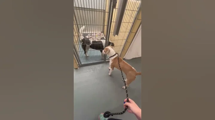 A1925546 Happy in the ward walking by kennels