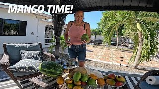 Mangos Everywhere...Cant Stop Eating Them