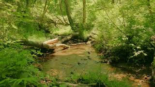 【自然の音】高原の林を流れる小川 / Nature Sounds - A Stream Flowing Through the Forest on a Plateau