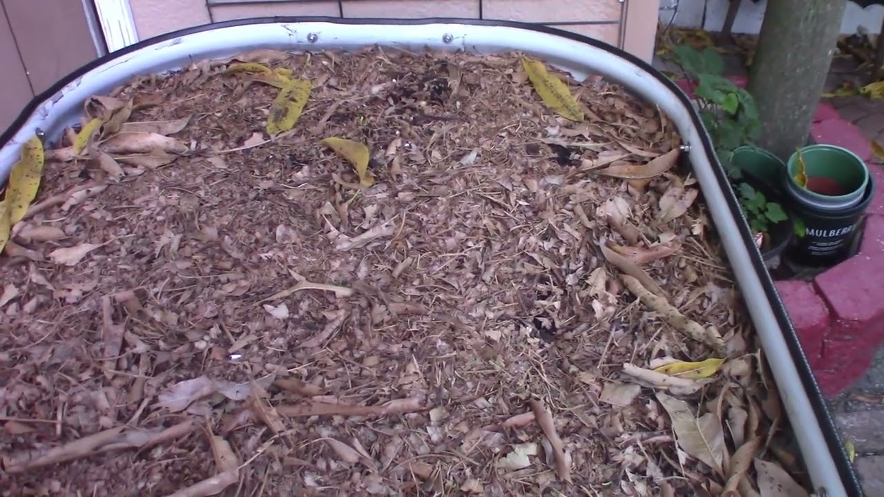 Ground covers Cover Crops for your raised beds YouTube