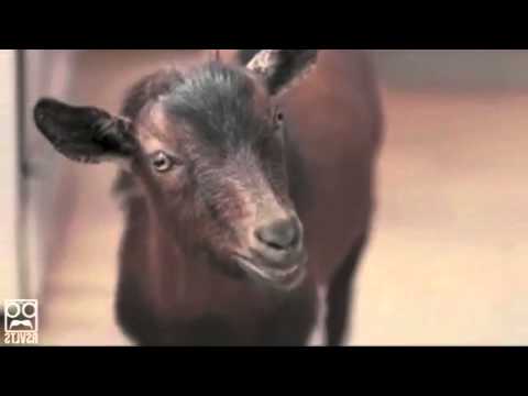 goat listening to music meme goat listening to music meme