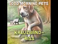 GMP 65: Kreuzbandriss beim Hund