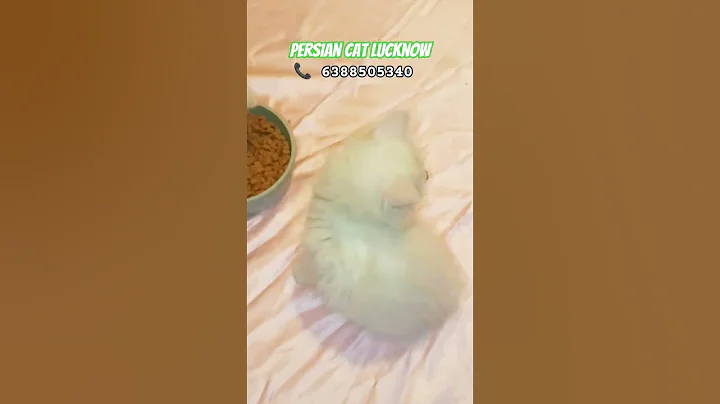 Video 11677001: persian cat breed kitten, home breed persian kittens, persian kitten doll face, pure persian kitten, best persian cat