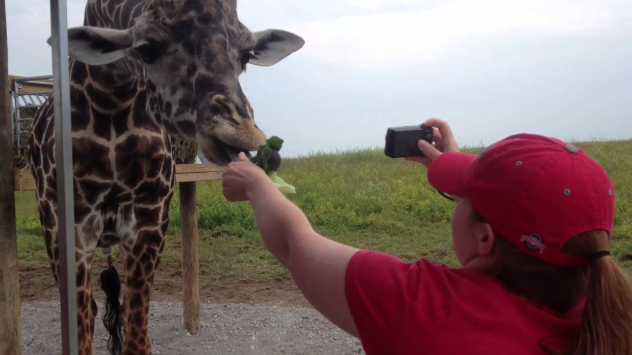 The Wilds (2014) - YouTube