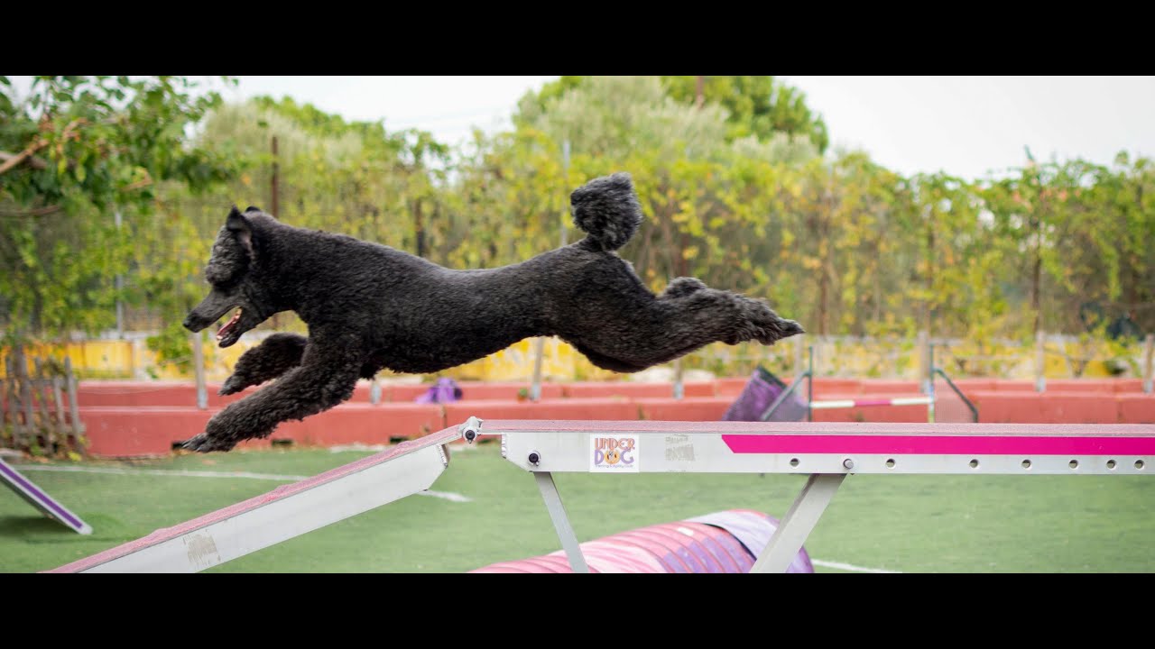 Poodle Agility Open Naomi & Natalia Diskou - Clear run