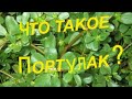 ПОРТУЛАК ЧТО ЭТО ТАКОЕ. БУДУ ГОТОВИТЬ И ЛЕЧИТЬСЯ,