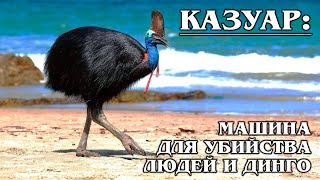 КАЗУАР: Самая опасная птица-динозавр | Интересные факты про птиц