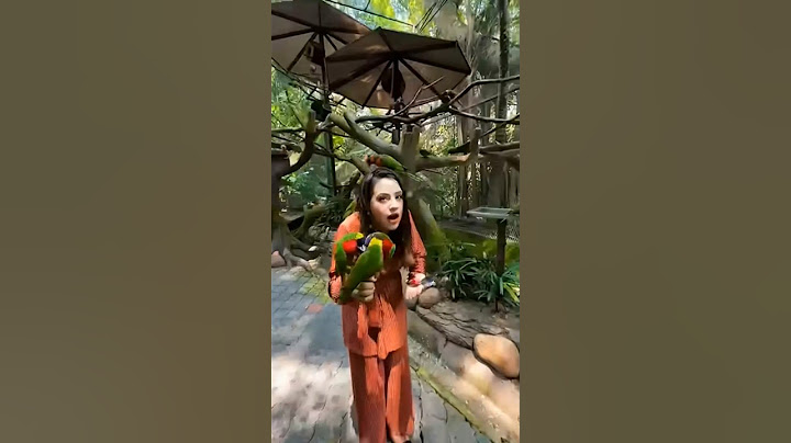 রিতুর বান্ধবীরা চলে আসছে 🦜Malaysia Parrot 😍 #short @RituHossain
