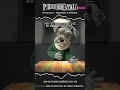 El perro sabe que el bebé no es tuyo..!! #canino #humor #comedia #parodia #chisme #chismecito
