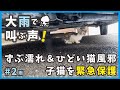 【子猫 保護】大雨の中、両眼鼻がふさがった猫風邪のひどい子猫を緊急保護しました。【大雨大猫風邪そして子猫・雨2】/ I rescued a kitten who caught a cold
