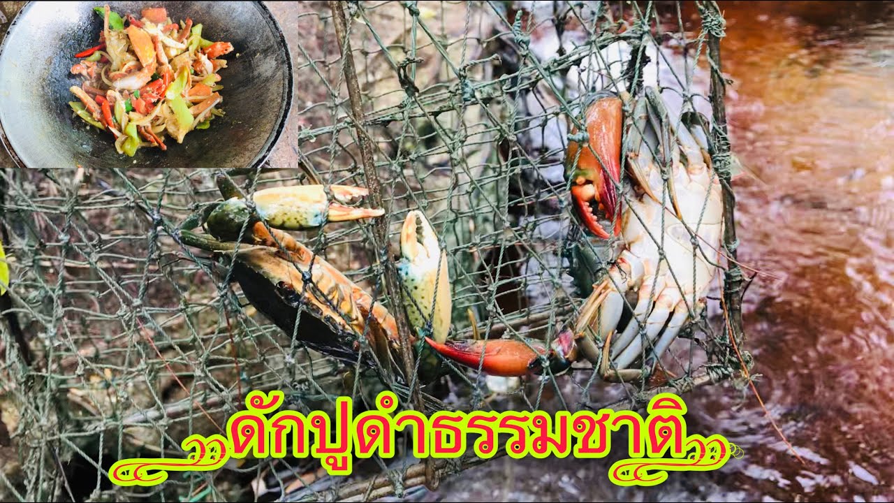 ดักปูดำ..ปูจากธรรมชาติบ้านเราเอง..หากินแบบพื้นบ้าน | วิถีพื้นบ้าน เดลิเวอรี่