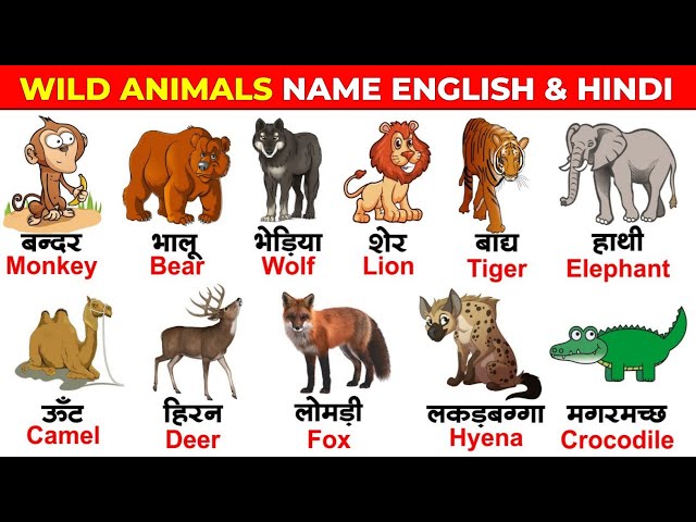 Wild Animals Name Hindi And English With Pictures | जंगली जानवरों के नाम -  YouTube