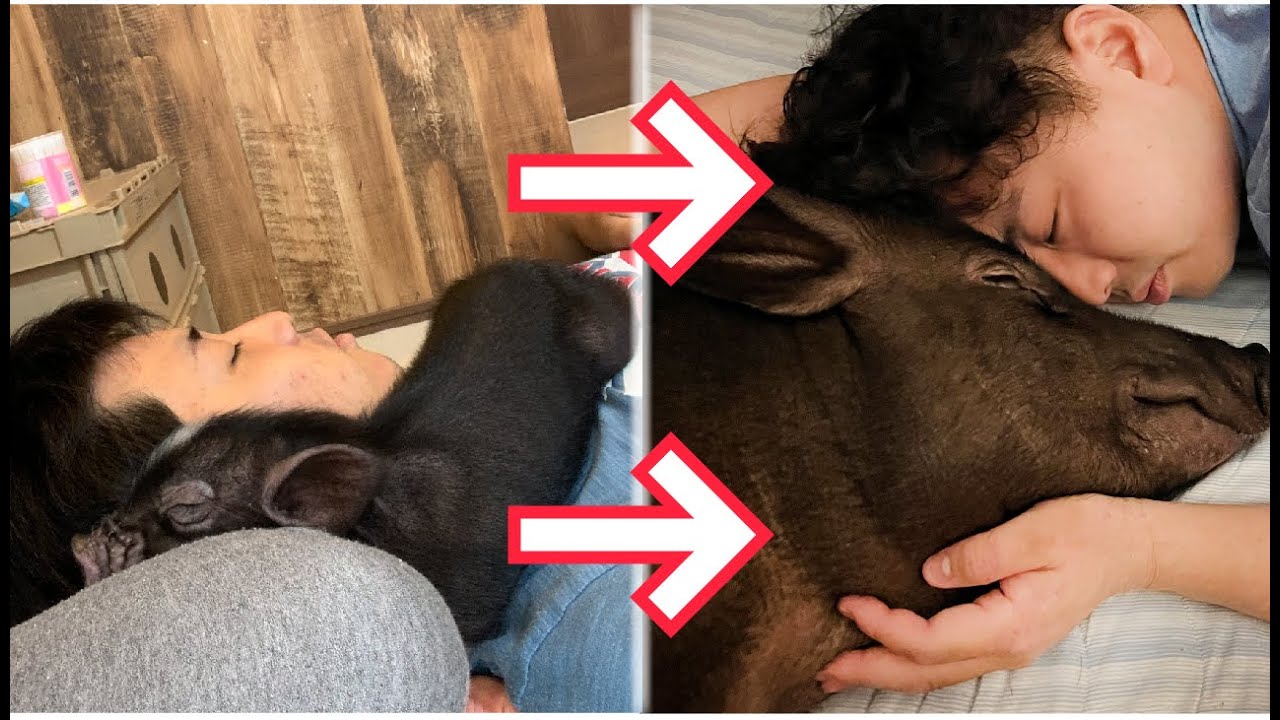 I'm not sure how much bigger the micro pigs can get. - YouTube