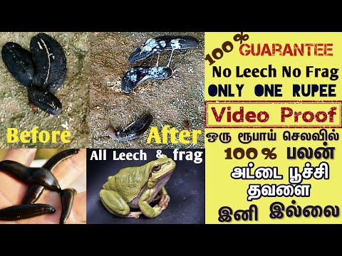 How to get rid of Leech and frag 100 % working/அட்டை பூச்சி, தவளை  தொல்லை நீங்க English/Tamil