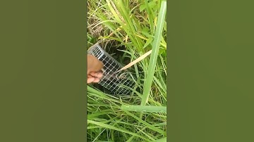 Kiếm Đủ Tiền Đi Chợ #shorts #baychuotdong #bẫy chuột #chuột cống nhum #mousetrap #ngovanlam #sbt