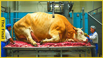 Shocking! How Germany’s Automated System Processes 2,800 Cows In A Day - Agricultural Documentary