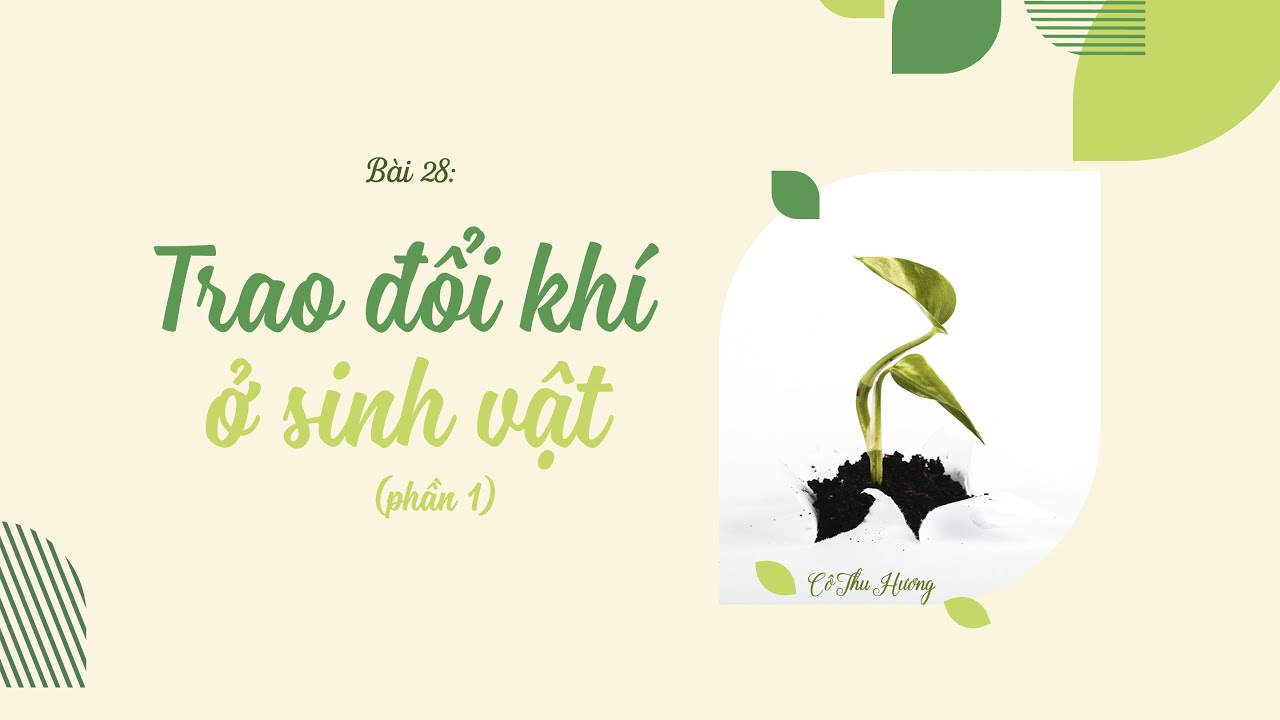 Bài 28. Trao đổi khí ở sinh vật (phần 1) - KHTN lớp 7... - youtube
