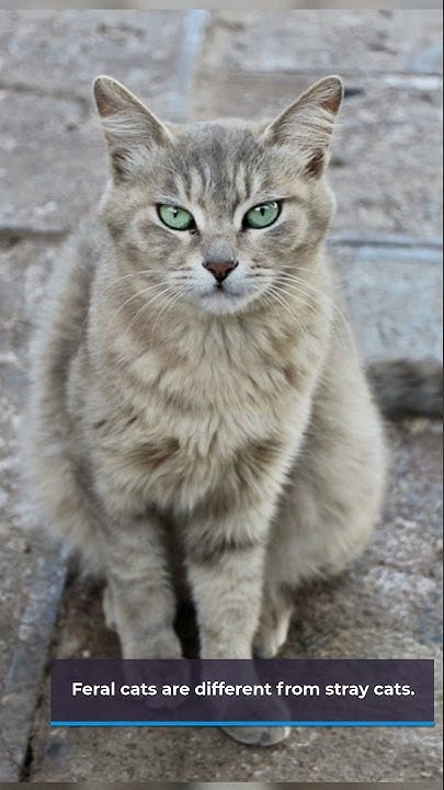 can-feral-cats-be-tamed-short-youtube