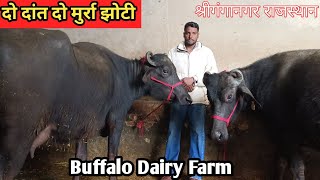 आज खरीदो दो दांत की खूबसूरत दो मुर्रा झोटीया। 2 भैंस बिकाऊ। Murrah Buffalo For Sale Sri Ganganagar