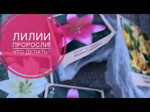 Лилии с ростками Посадка весной в грунт Как надо сделать!