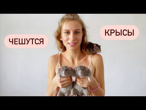 Чешется крыса причины ? 🐀