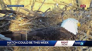 Beloved Decorah eagles eggs expected to hatch soon