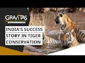 Gravitas indias success story in tiger conservation