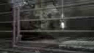 Degu's Test Video from i580 Degu's Test Video from i580