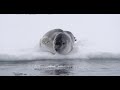 Leopard Seal Hydrurga leptonyx on Iceflow