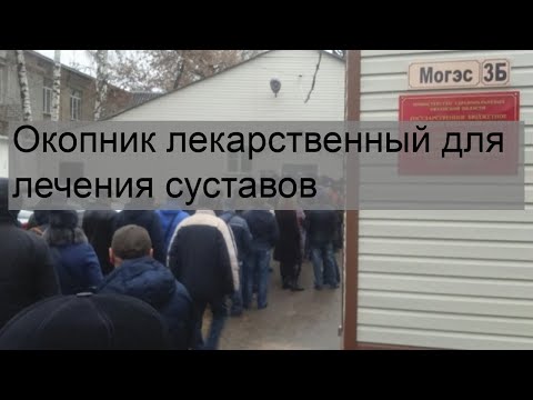 Окопник лекарственный для лечения суставов