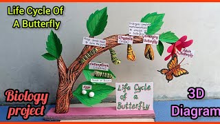 Life Cycle Of A Butterfly 3D model | life cycle of butterfly model project #biologyproject