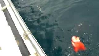 としかず釣船大山沖で深海釣りアコウ キンメ狙い Youtube