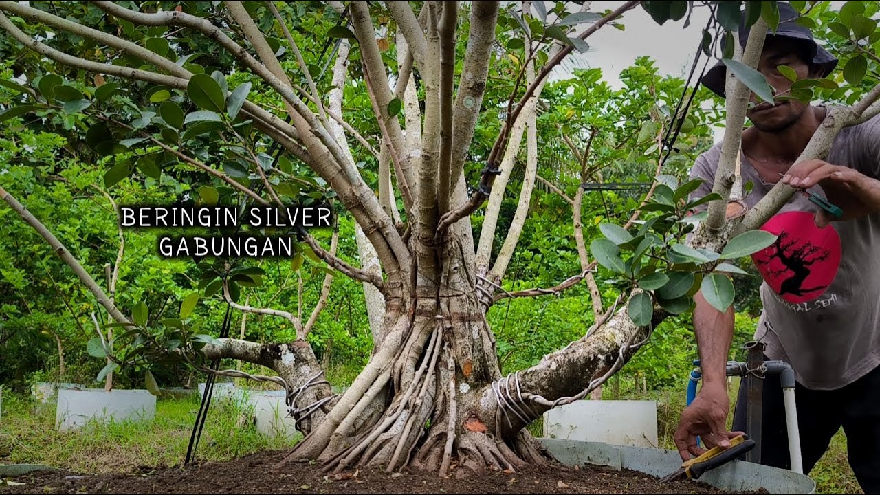 Усовершенствованный процесс изготовления комбинированного серебряного баньянового бонсай с нуля