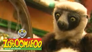 Zoboomafoo 116  Itchy (Full Episode)