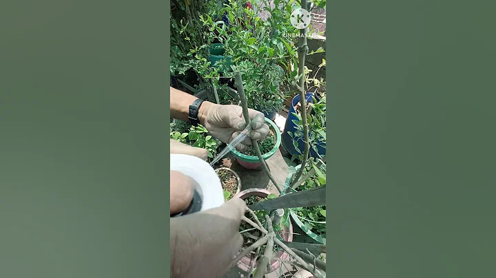 Apple tree grafting //how to graft fruit tree #shorts#youtubeshort .