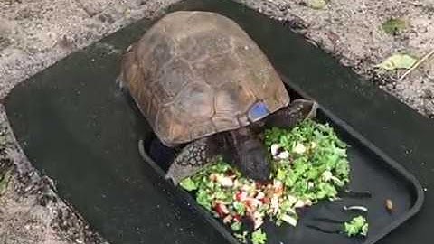 Happy Florida Gopher Tortoise Day!