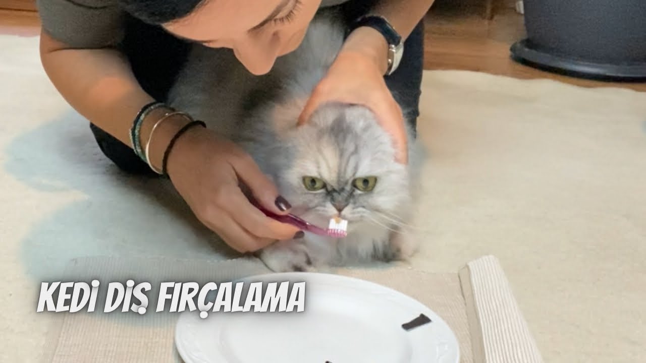 Kedimin dişlerini fırçalamaya nasıl alıştırdım⁉️