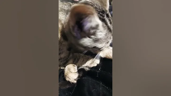 Video 11832781: bath cat kitten cute, funny cat's kittens bath