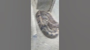 Эдит на питона из зоопорка #мем #мемас #shorts #шортс #прикол #ржака #мемы #приколы #угар #хаха