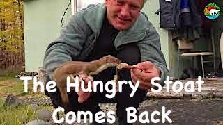 Возвращение голодного соседа, или как погладить горностая. Сибирь. / The Hungry Stoat Comes Back