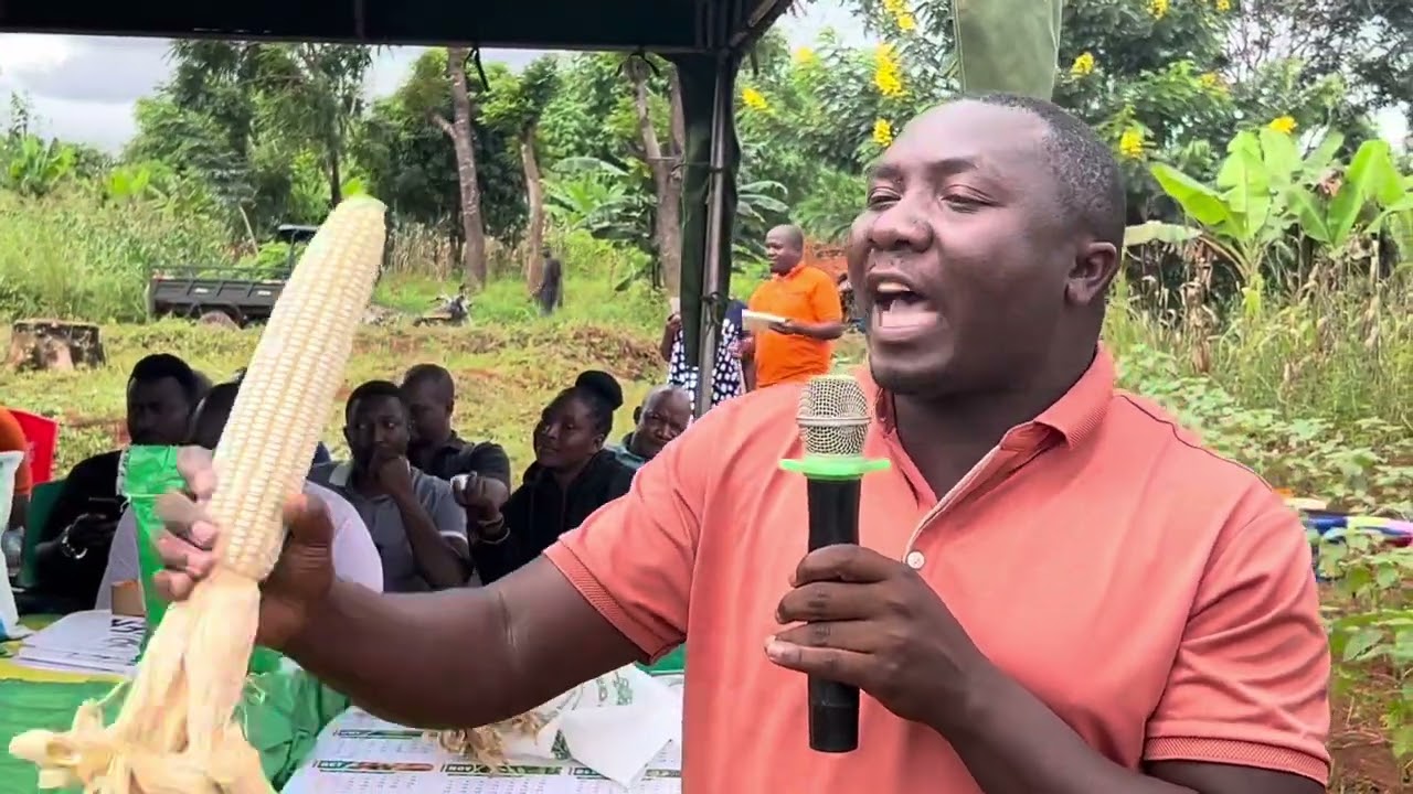 MBEGU  INAYOTOA MAGUNIA 55 KWA HEKARI