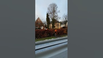 Time Lapse - Felling / Cutting a Tree | 😳🦺 #tree #chainsaw