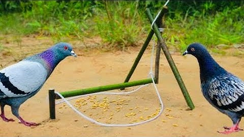 Simple Quick Pigeon Trap Using the Wood | The New Method Bird Trap | @MsBirdTraps |