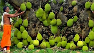 How Asian Farmers Harvest Millions of Jackfruits - Jackfruit Farming and Processing Technology