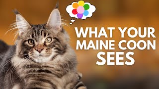How Maine Coons See The World: Understanding Their Vision