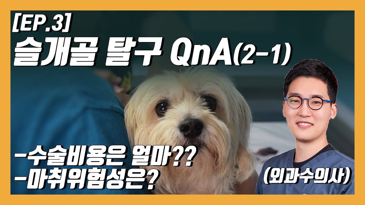 슬개골탈구 QnA 3편 / 과연 수술 비용과 마취위험성은?! [우리동네수의사]