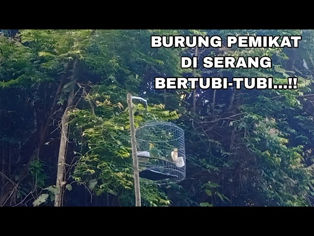 Petualangan Memikat Cucak Ranting di Hutan Belantara,, Hutan Sumatra... class=