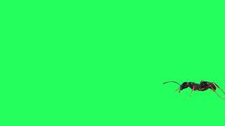 Green Screen Ant Animation CGI Free
